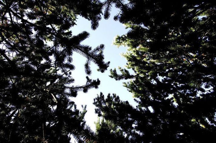 Skógræktin vill fá viðbrögð almennings við stefnumótun í skógræktarmálum. Fréttablaðið/Valli