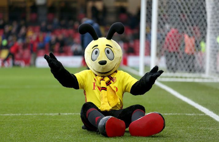 Geitungurinn Harry er lukkudýr Watford.