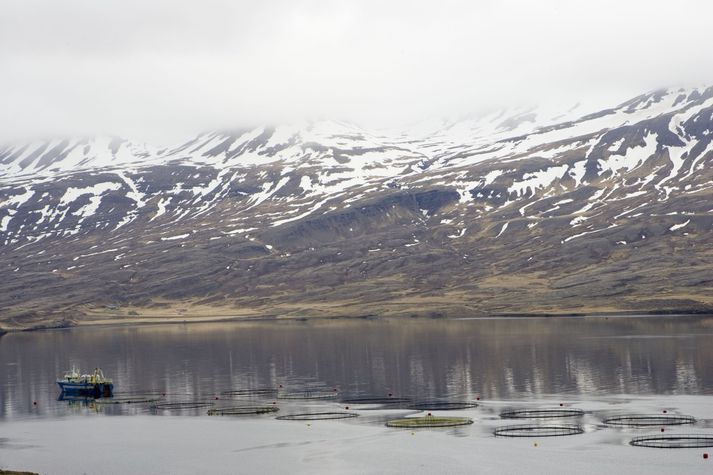 Fiskeldi Austfjarða er með eldi bæði í Berufirði og á Fáskrúðsfirði. 