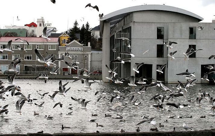 Vargöld Margir borgarbúar eru orðnir þreyttir á mávagerinu við Tjörnina og borgar­yfirvöld hyggjast skera upp herör gegn varginum.