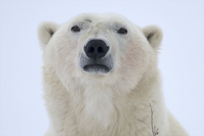 Leit að hvítabirninum hefur staðið yfir í dag.