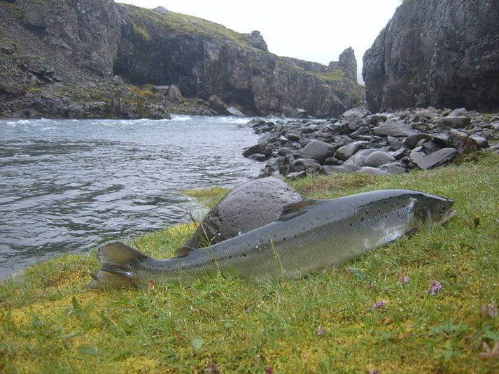 Selá í Álftafirði er meðal veiðisvæða sem standa til boða hjá Strangaveiðifélagi Reykjavíkur næsta sumar.