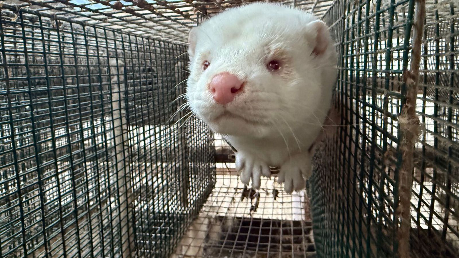 „Við aflífun upp­lifa þessi dýr dauða­stríð sem er and­stætt lögum“