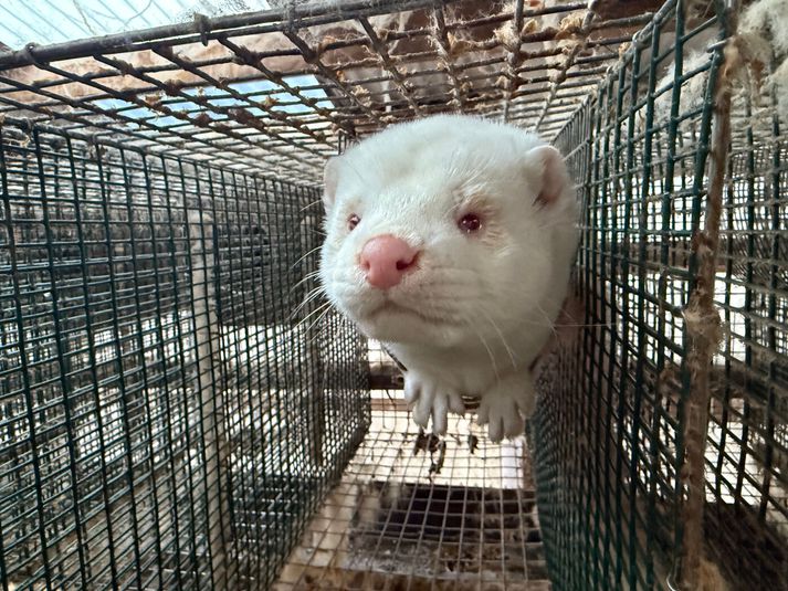 Dýraverndunarsamband Íslands segir aðbúnað í loðdýrarækt ekki viðunandi og kallar eftir því að starfsemin verði bönnuð. 