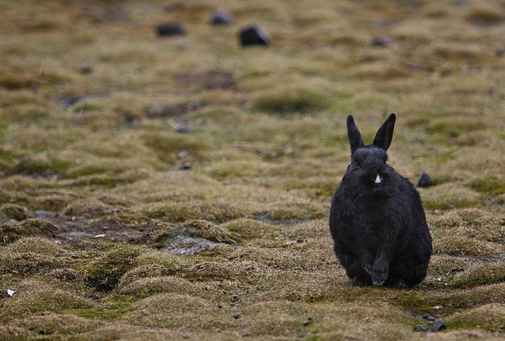 Að sögn Guðmundar B. Friðrikssonar, skrifstofustjóra umhverfisgæða borgarinnar, er ekki hægt að tala um kanínur sem stórt vandamál nema þá ef til vill í Elliðaárdalnum.