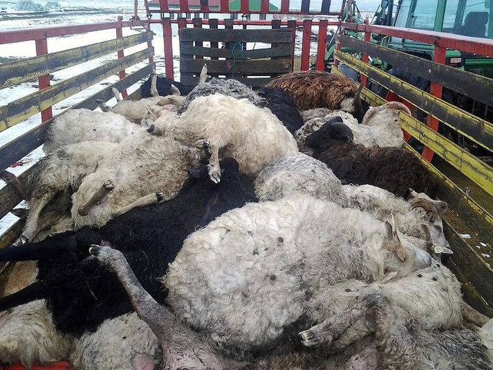 Hundruð ef ekki þúsundir fjár hafa drepist á Norðausturlandi á síðustu dögum og eru bændur enn að finna dautt fé á fjöllum.
