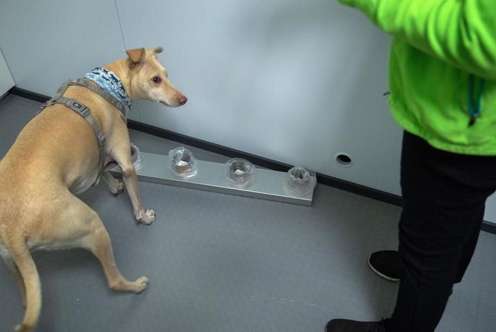 Kossi er einn hundanna sem á að þefa uppi kórónuveirusmitaða farþega í flugstöðinni í Vantaa. Hann var áður björgunarhundur á Spáni og hefur reynslu af því að þefa eftir krabbameini í fólki.