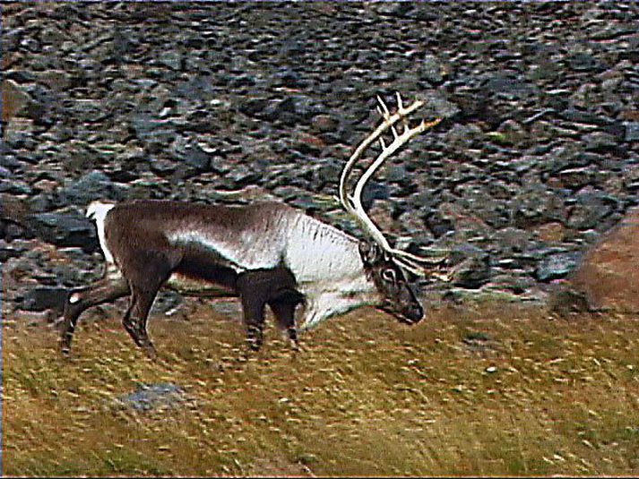 hreindýr Þrátt fyrir að veiðileyfi kosti á bilinu 45 til 120 þúsund fá mun færri en vilja úthlutað leyfum.