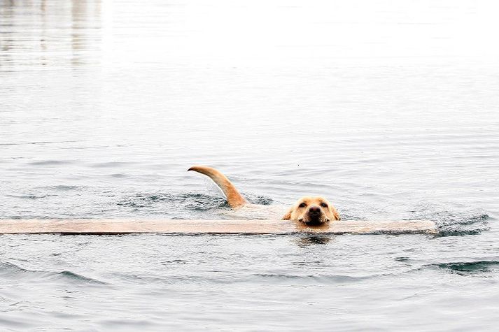Athugið að myndin tengist ekki fréttinni beint.