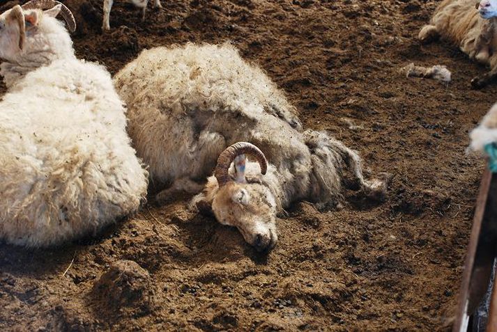 Aðkoman Á þriðja tug lambshræja, sjö kindahræ, tvö hundshræ í kerru og hluti af beinagrind af hrossi var það sem blasti við augum dýralæknis, sem var í eftirlitsferð á býlinu.