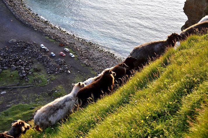 Miklar áhyggjur eru af gróðri eftir vettvangsferð umhverfisráðs. Myndin er frá Heimakletti.