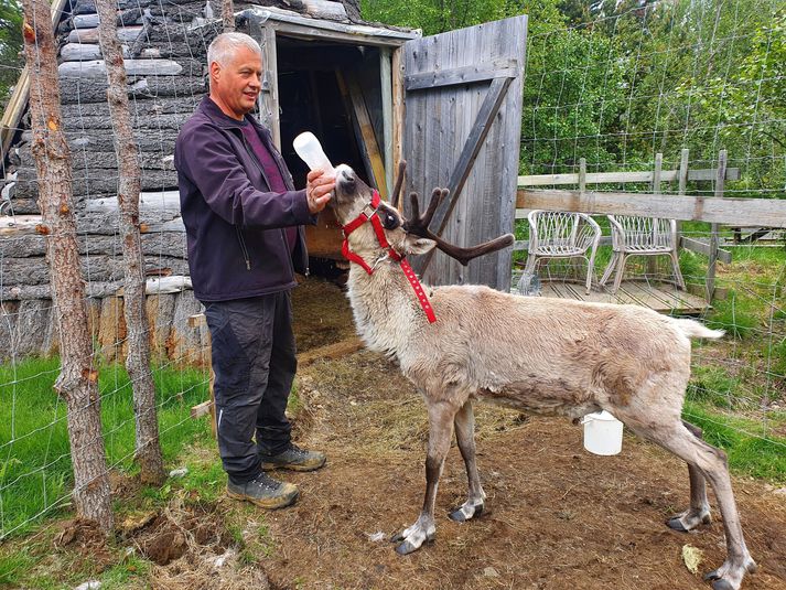 Það fer vel um hreindýrin á Vínlandi í Fellum. Hér er Björn að gefa pela.