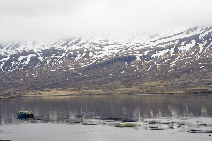 Fiskeldi Austfjarða stefnir á 23.000 tonna eldi.
