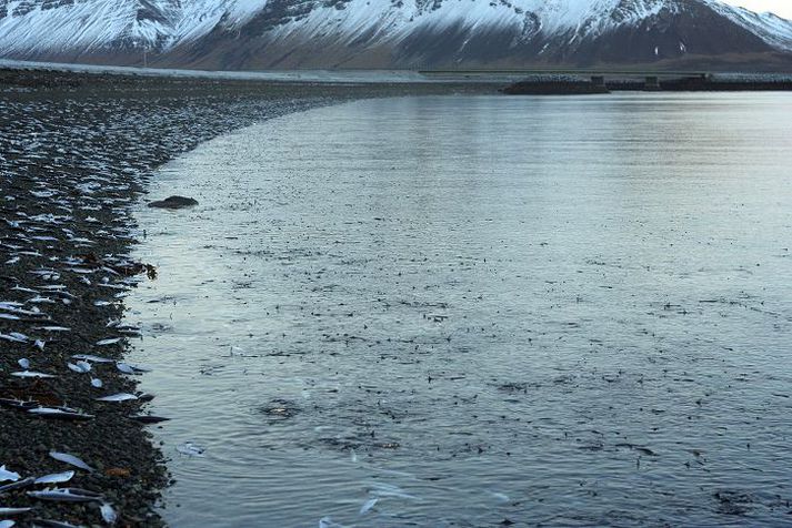Ef það er eitthvað eitt sem endurtekur sig í gegnum gögn varðandi þverun fjarða þá er það sú óvissa sem er um raunveruleg áhrif slíkrar framkvæmdar á vistkerfið. fréttablaðið/valli