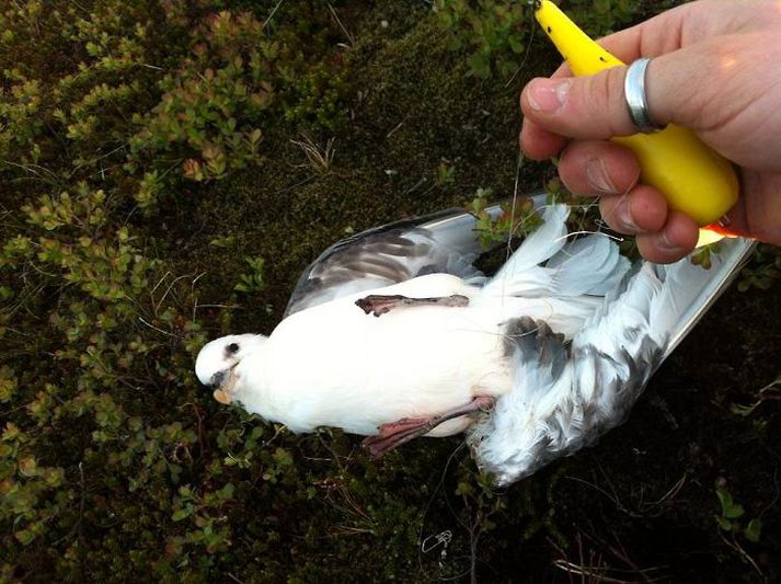 Fótbrotin önd og rammflæktur fýll eru meðal fórnarlamba girnis við bakka Þingvallavatns.