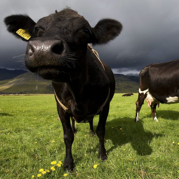 Nýgerðir búvörusamningar sem samþykktir voru fyrr á árinu gera ráð fyrir að framleiðslustýring á mjólk verði með öllu afnumin. 