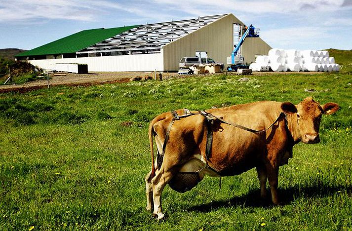 Úr Kjósinni, Mikil uppbygging hefur verið á mjólkurbúum á Íslandi og mjólkurkvóti keyptur til að ná fram stærri og hagkvæmari búum. Myndin tengist efni fréttarinnar ekkert.fréttablaðið/hari