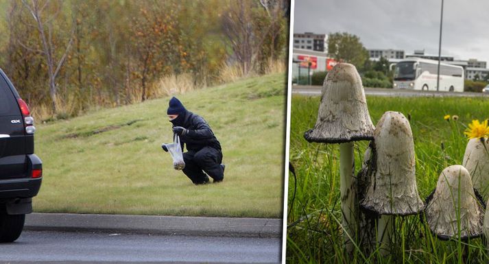 Þá sem sækja í vímusveppina má nú sjá víða á túnum við umferðaræðar. Ullblekill er hins vegar ekki sveppurinn sem þeir eru á höttunum eftir.