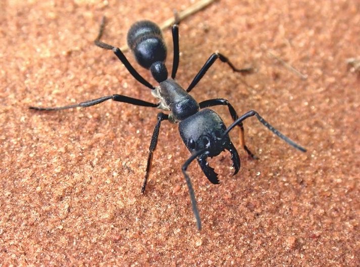 Dinoponera-maur af undirtegundinni australis.