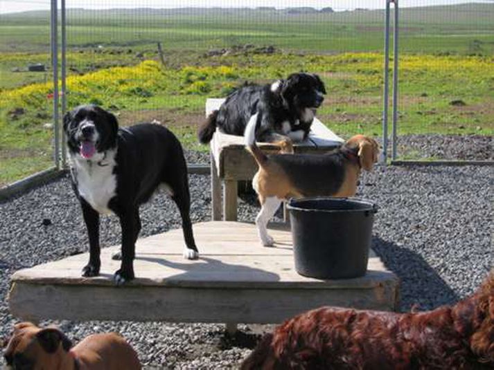 Hundunum finnst gaman að leika sér saman á hótelinu.