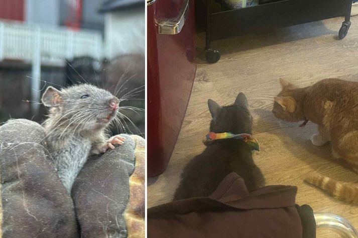 Unginn var í góðum höndum, eða kannski hönskum, eftir langan eltingaleik.