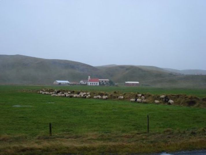 Ær á Litla-Hvammi í Mýrdal kunnu ekki að meta hretið í dag og komu sér í skjól við skurðruðning.