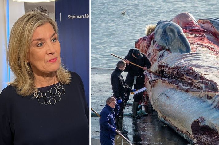 Hanna Katrín Friðriksson, matvælaráðherra, er búin að fá skýrslu starfshópsins og þarf nú að taka ákvörðu um framtíð hvalveiða.