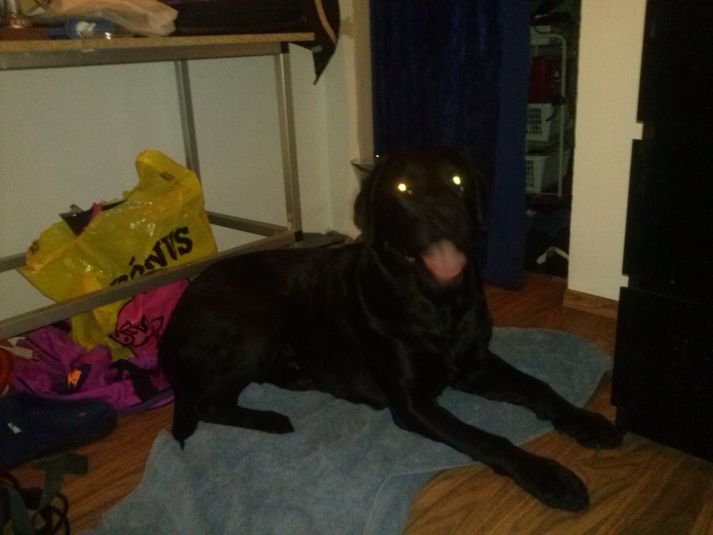 Hundurinn sem fannst á Hafnarfjarðarvegi. Hann virðist vera labrador.
