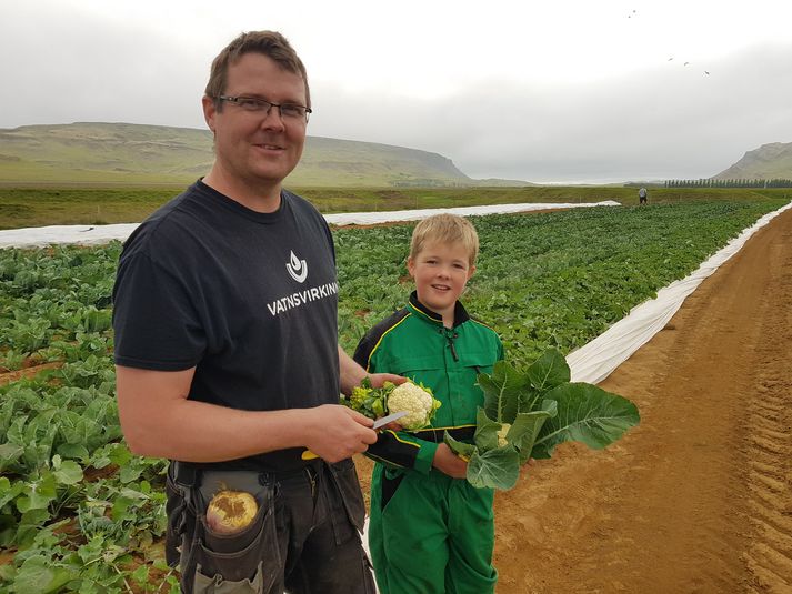 Feðgarnir Óskar Rafn og Andri eru hæstánæðir með að geta byrjað að taka upp útiræktað grænmeti svona snemma.