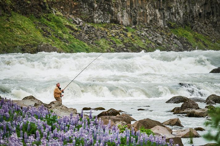 Þjórsá er straumþung og jökullituð og lítur við fyrstu sýn ekki út sem vænleg til laxveiða þar sem hún streymir niður Urriðafoss.