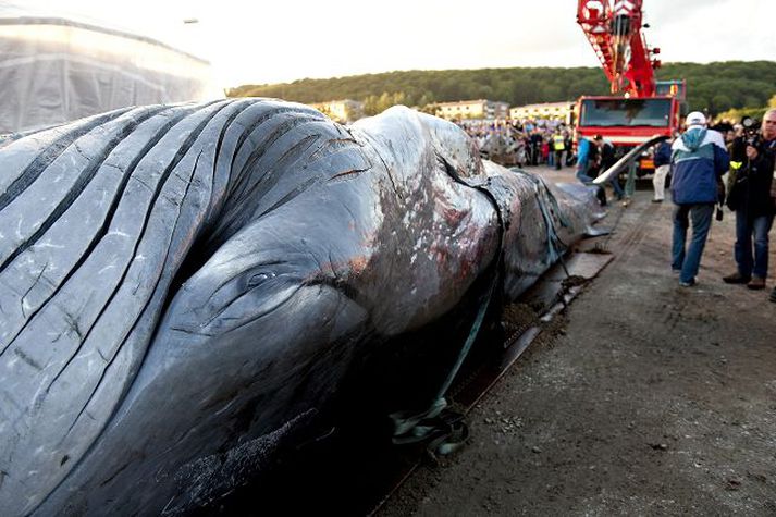 Óvenjulegur viðburður í Danmörku.
nordicphotos/AFP