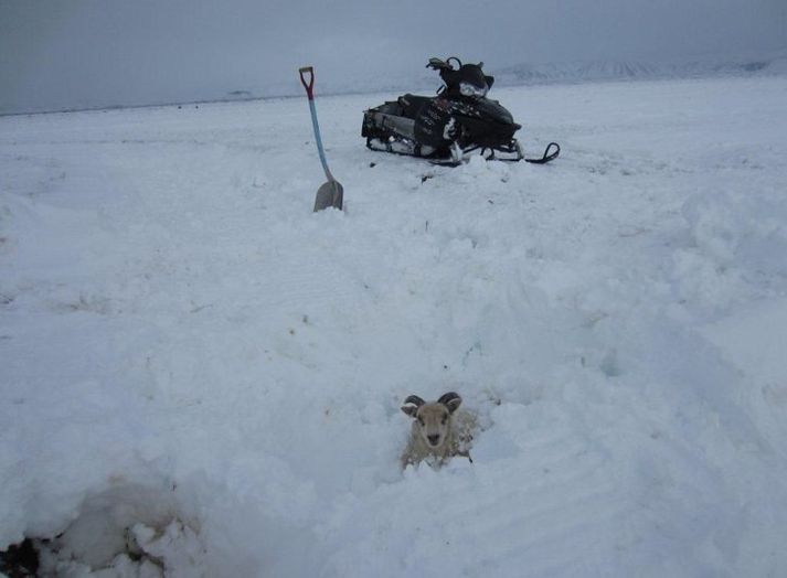 Ær föst í snjó í Mývatnssveit síðastliðið haust.