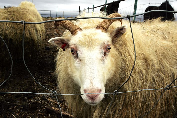 Féð var illa á sig komið vegna vannæringar og ekki hugað líf. Myndin tengist fréttinni ekki beint.