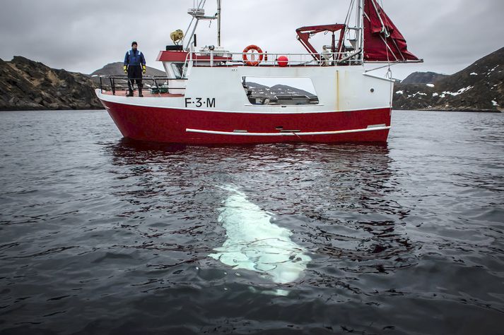 Mjaldurinn hóf að elta fiskibáta úti fyrir Finnmörku í síðustu viku. Nú heldur hann til við Tufjord.