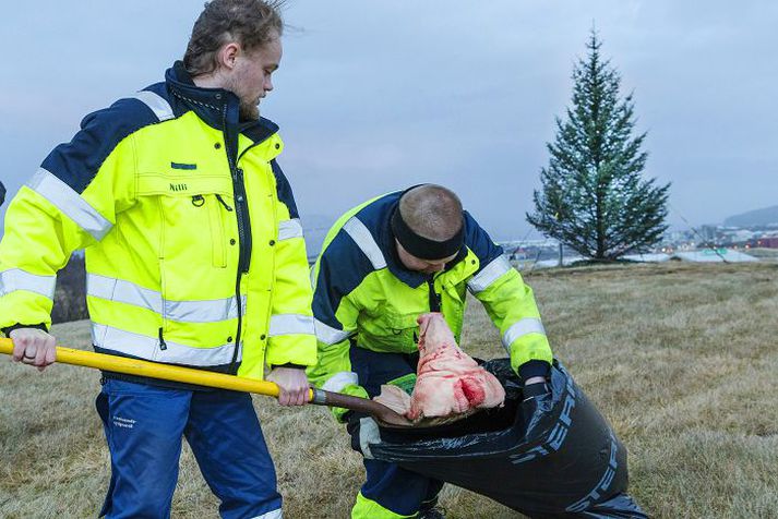 Borgarstarfsmenn hreinsuðu svínshöfuð, svínslappir og fleira af lóð Félags múslíma á Íslandi í Sogamýri í síðustu viku. 