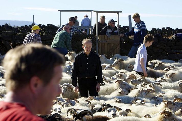 Í nýrri grein í Vísbendingu er bent á að þótt framleiðni í íslenskum landbúnaði sé minni en í heitari löndum ráði ekki loftslagið eitt. Norskar kýr gefi til dæmis af sér meiri nytjar en íslenskar. Fréttablaðið/Vilhelm