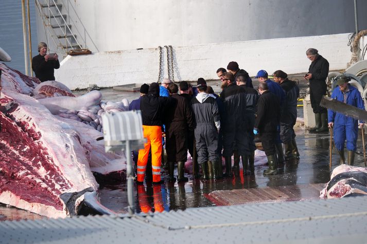 Hvalur hf. hefur aldrei staðið skil á veiðidagbókum fyrirtækisins til Fiskistofu. 