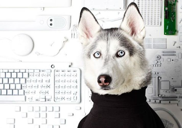 Au sér Steve Jobs sem síberískan husky.