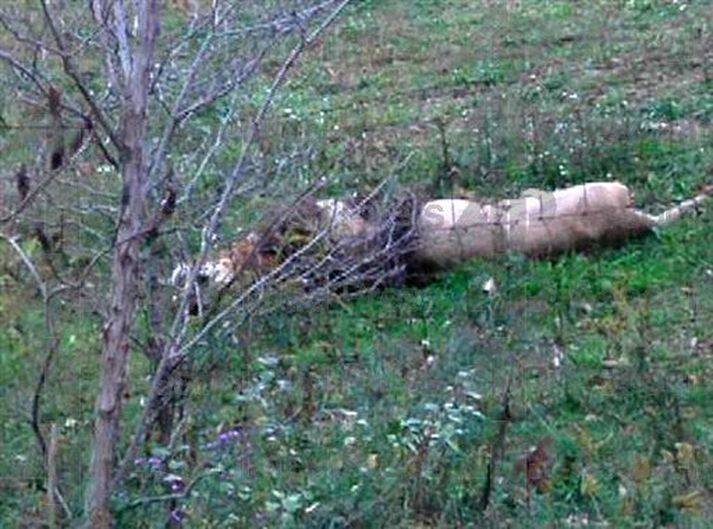 Fjöldi villidýra var skotinn eftir að dýrunum var sleppt lausum.