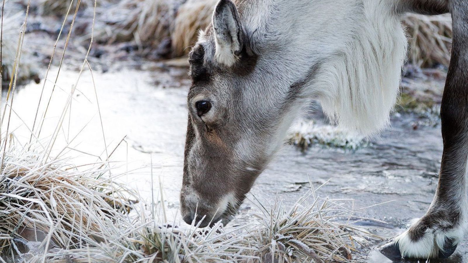 Husky réðst á hrein­dýr, sem þurfti að af­lífa - Vísir