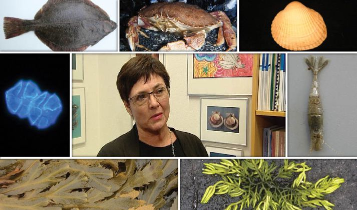 Guðrún Þórarinsdóttir, sjávarlíffræðingur hjá Hafrannsóknastofnun, segir fæstar nýju tegundanna skaðlegar en þó einhverjar.