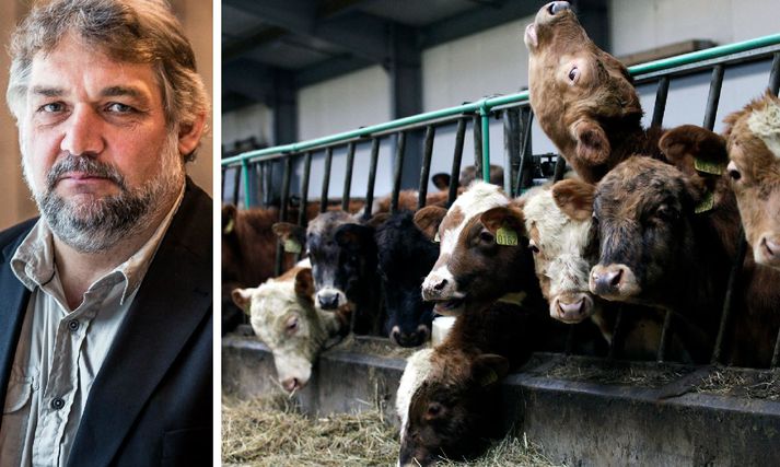 Egill Sigurðsson, formaður stjórnar Mjólkursamsölunnar og Auðhumlu. Á deildarfundum Auðhumlu sem nú standa yfir eru ræddar mögulegar leiðir til að draga úr framleiðslu, en enginn ein leið hefur verið valin.