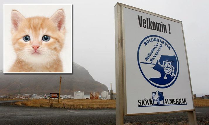 Kötturinn fannst í fjörunni í Bolungarvík. Kötturinn á myndinni tengist fréttinni ekki beint.