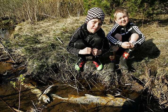 Viktor og Hannes Arnar gengu fram á dauða laxa í Elliðaánum í gær.
Fréttablaðið/Daníel