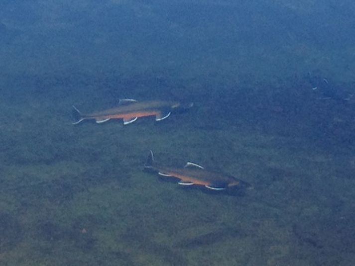 Kuðungableikja í Þingvallavatni. Nú hafa menn þungar áhyggjur af fiskistofnum í Þingvallavatni en fyrir liggur að murtustofninn er í afar bágbornu ásigkomulagi.