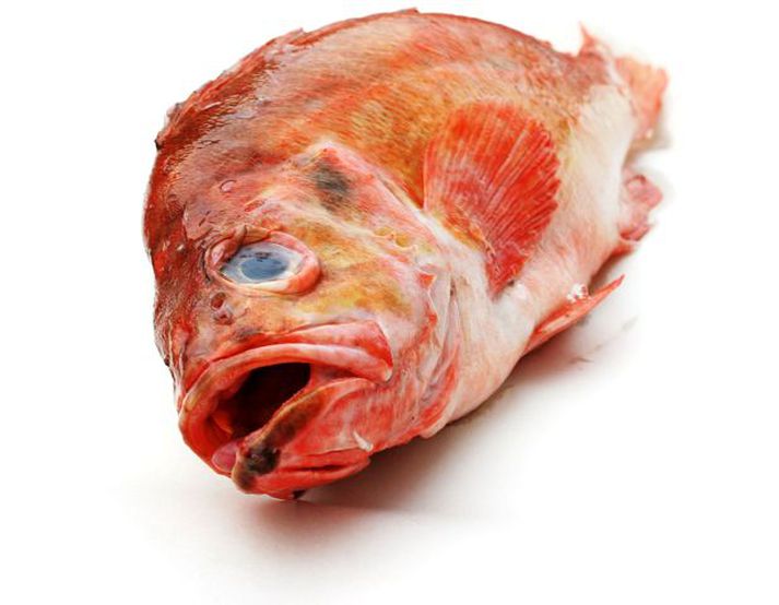 Karfi. Mjög hátt verð fékkst fyrir fisk á fiskmörkuðum í síðustu viku.
