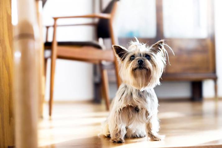 "Ég fékk hana þegar ég var níu ára og nú er ég 21 árs.  Við erum mjög nánar,“ segir Alda um Völku.