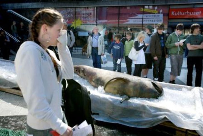 Meðlimir Greenpeace í Svíþjóð stilltu á dögunum 17 hvalhræjum upp í miðborg Stokkhólms til þess að mótmæla hvalveiðum.