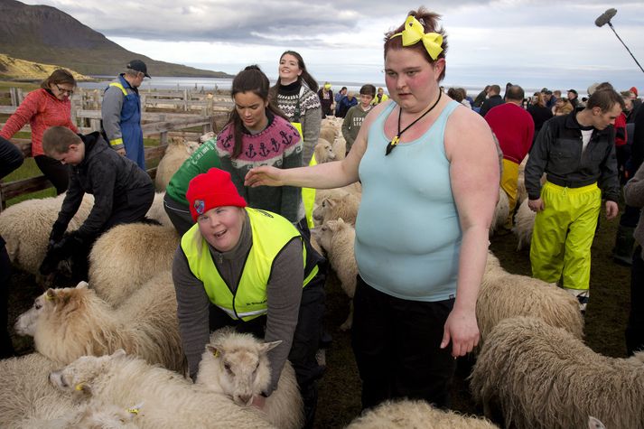 Hér eru margir að hjálpast að við að draga fé í Steinstúnsdilkinn.