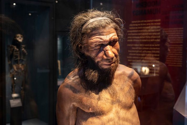Þrettán Neanderdalsmenn fundust í Síberíu. Mynd tengist frétt ekki beint.